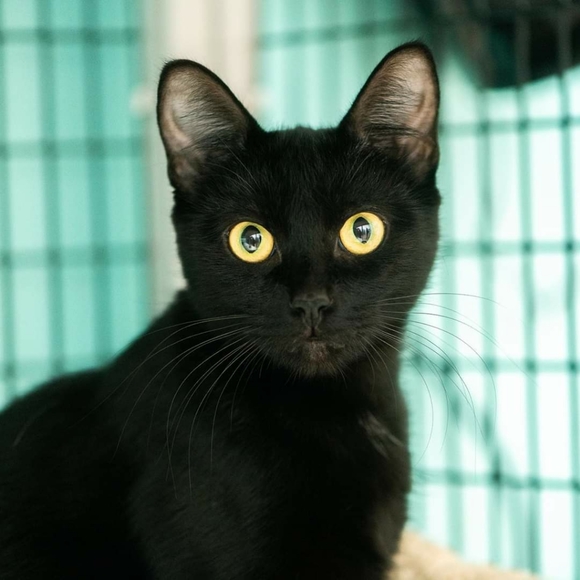 Meet your Posher, Suzanne - Picture 3 of 5